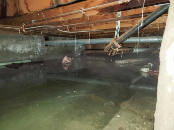 Best Water damage restoration near me  in Cannon Af, NM